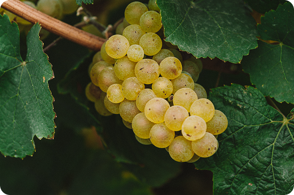 Виноград